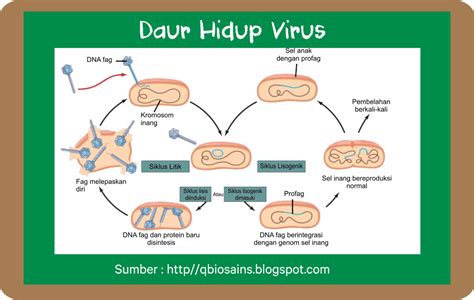 Daur Litik Proses Reproduksi Virus Biologi Kelas