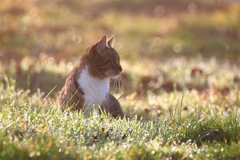 Kucing Anak Embun Pagi Foto Gratis Di Pixabay Pixabay