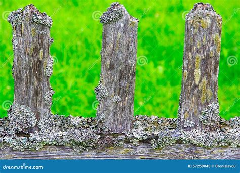 Old Wooden Fence Covered With Moss Stock Image Image Of Moss