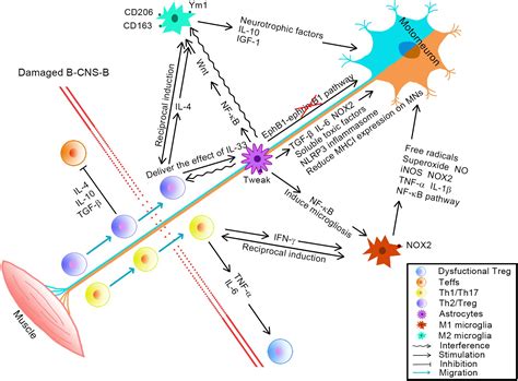 Frontiers Peripheral And Central Nervous System Immune Response