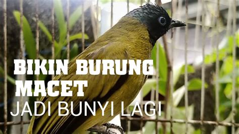 Burung Murah Tapi Bikin Hati Senang Kutilang Sutra Gacor Youtube