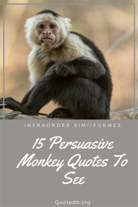 Monkey Quotes Shortquotescc