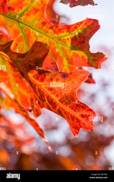 Scarlet Oak Autumn Leaf Quercus Coccinea Stock Photo Alamy