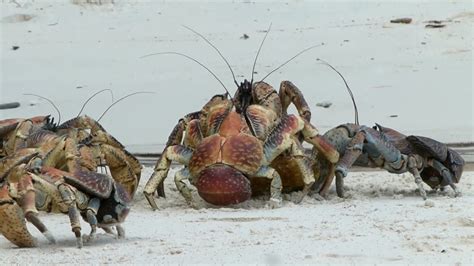 Back The Shell Off Robber Crabs Fight Over Coconut On Christmas