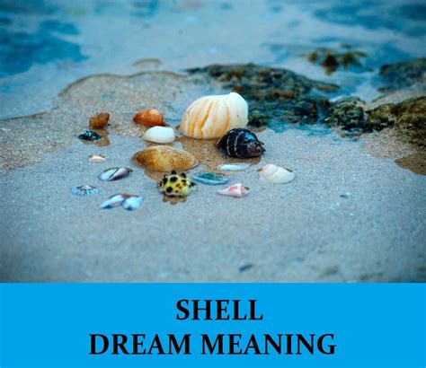 Shell Dream Meaning Top 15 Dreams About Shells Dream Meaning Net