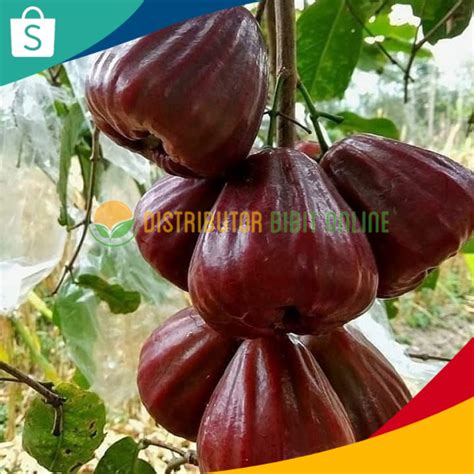 Jual Bibit Jambu Air Black Diamond Okulasi Siap Berbuah Shopee Indonesia