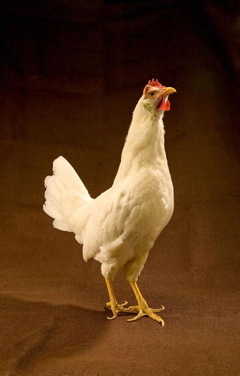 Free Stock Photo Of White Leghorn Hen Download Free Images And Free