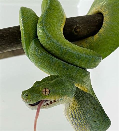 Beautiful Green Emerald Tree Boa Snake Venomous Snakes