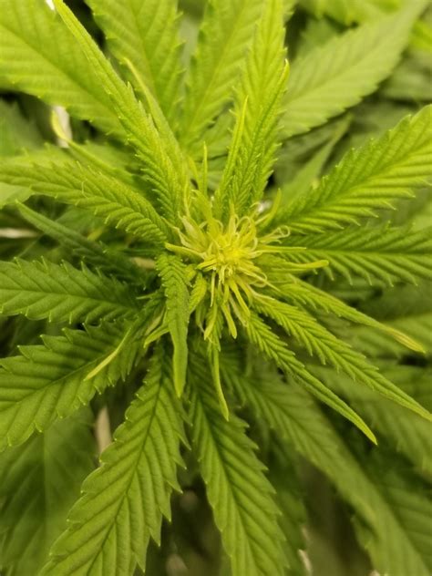 10 Days into Flowering - 1st buds? - Seedling - I Love Growing ...