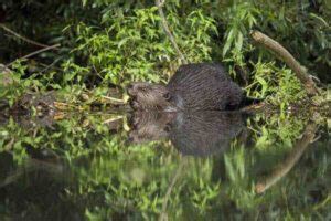 Beaver Facts: Habitat, Size, Life Cycle & More