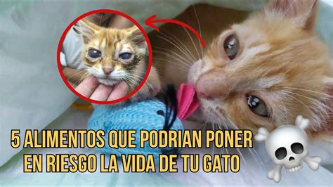 Los Peores Alimentos Que Le Puedes Dar A Tu Gato Youtube