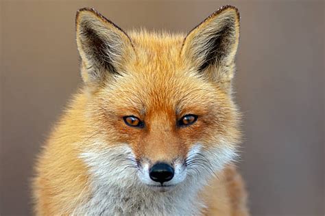 24300 Fox Face Stock Photos Pictures And Royalty Free Images Istock