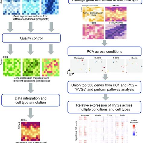 Overview Of Bioinformatic Pipeline Of Scrna Seq Data Analysis Described Download Scientific