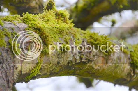 Moss on Trees | The Happy Wonderer ~ ellen b.