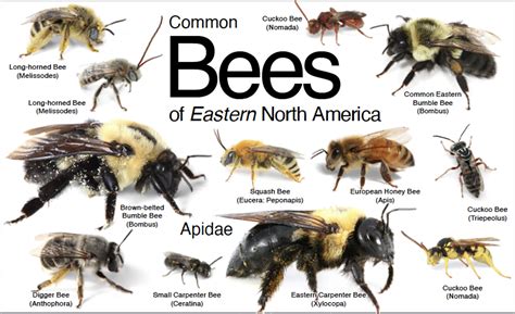 Honey Bees Native To North America Hotsell