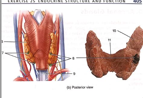 Posterior View Of Thyroid Gland Diagram Quizlet