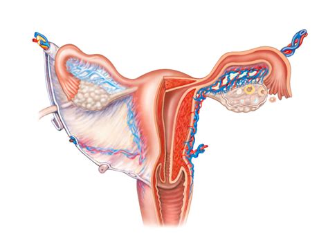 Internal Female gonads Diagram | Quizlet