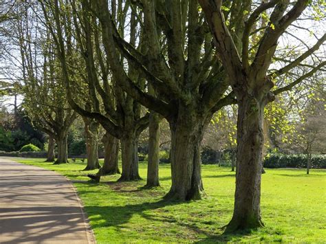 Des Arbres Chemin Rue Photo Gratuite Sur Pixabay Pixabay