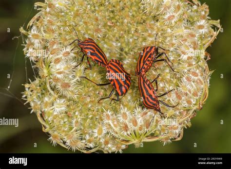 Graphosoma Lineatum Known As Shield Bug Minstrel Bug Italian Striped