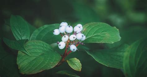 Dogwood Photos, Download The BEST Free Dogwood Stock Photos & HD Images