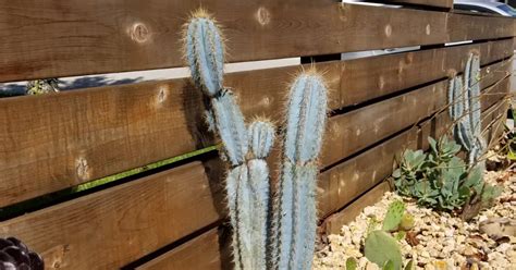 What Causes A Cactus To Lean And How To Prevent It SUCCULENTdotCARE