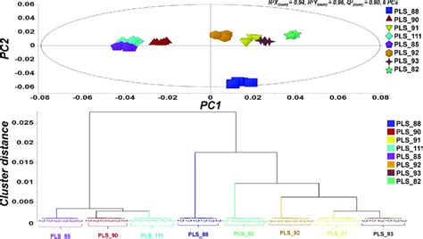 Grouping Of Colletotrichum Acutatum Species Complex Isolates Based On