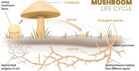 illustration of mushroom life cycle infographic 36224353 Vector Art at ...