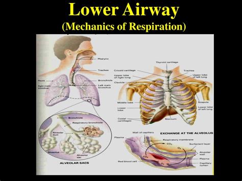 Ppt Airway Management Powerpoint Presentation Free Download Id1365967