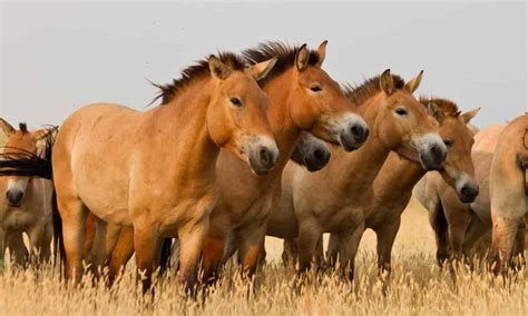 See Sampson The Largest Horse Ever Recorded A Z Animals