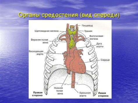 Органы грудной клетки - презентация онлайн
