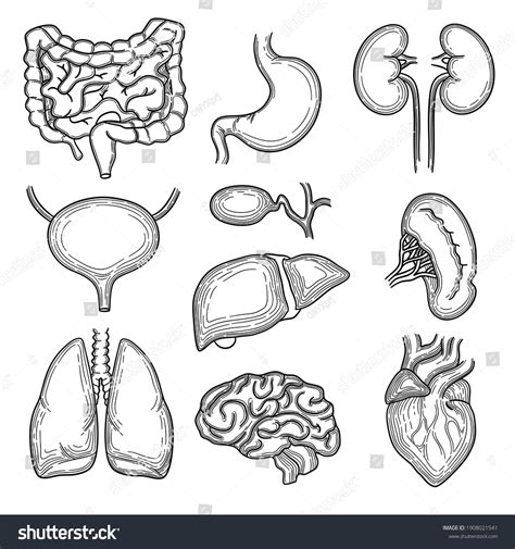 How To Draw Organs