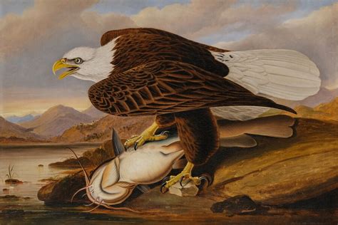 Un Tableau De Jean Jacques Audubon Chez Sothebys Point De Vue