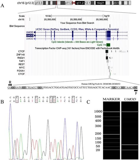 The Characteristics Of Target Sequences In UMOD Gene Target Sequences