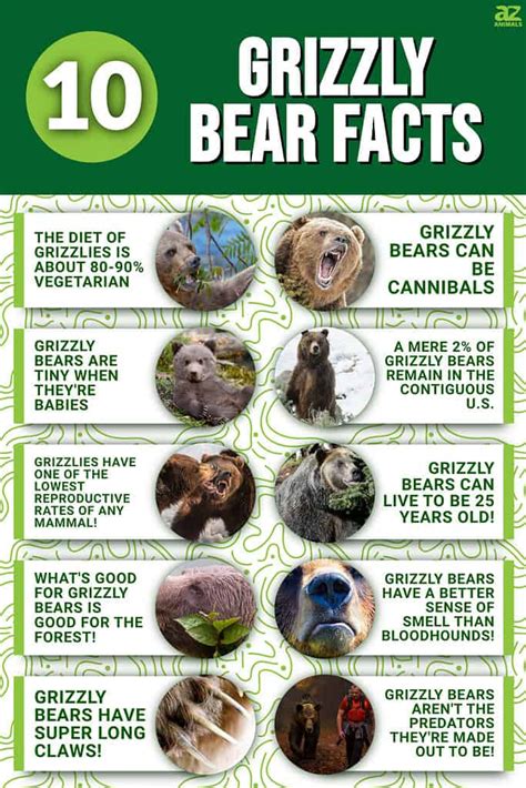 10 Key Facts About Grizzly Bears - A-Z Animals