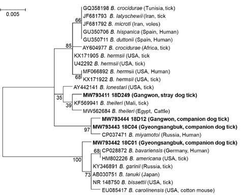 Phylogenetic Analysis Of Borrelia Spp Detected In Ticks Collected From