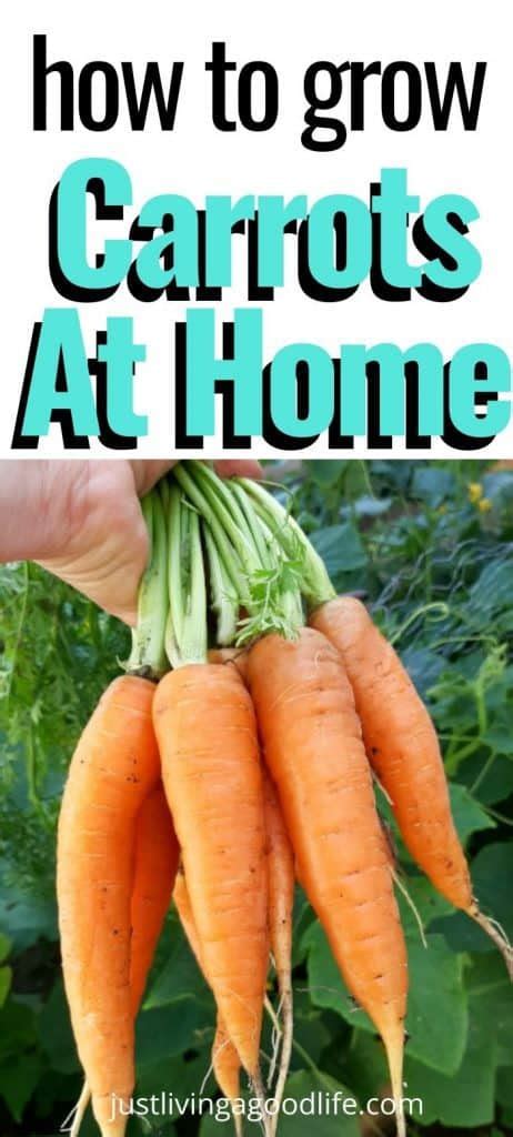 How To Grow Carrots At Home From Seed A Beginner S Guide Just