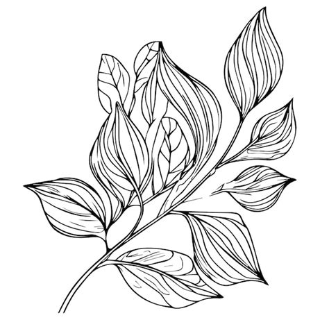 Premium Vector A Black And White Drawing Of A Plant With Leaves Sketch Leaf Drawing Art Leaf