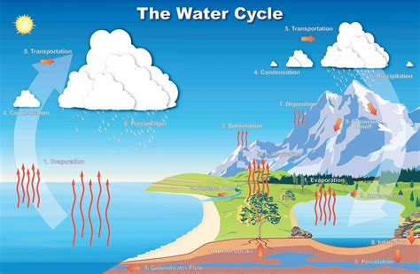 Water Cycle With Transpiration Precipitation Condensation Evaporation