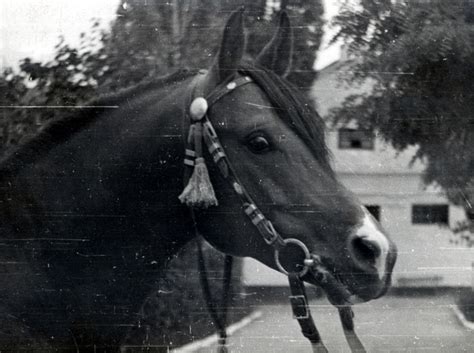 Из архивов Аракс https://rahba.org/ru/horse/845 | Терский конный завод ...