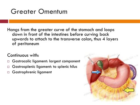 PPT - Fascia of the Abdomen PowerPoint Presentation, free download - ID:1978915