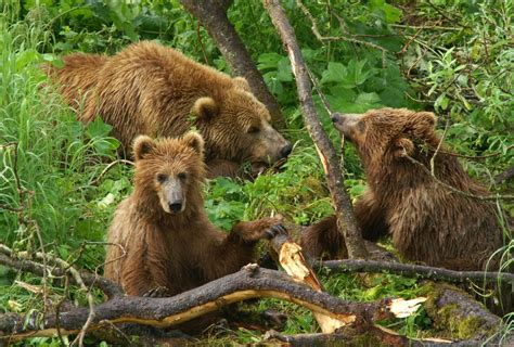 Kodiak brown bear mother and cubs. The Kodiak (Ursus arctos middendorffi) is a subspecies of ...