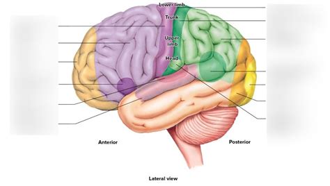 Brain Regions Diagram Quizlet