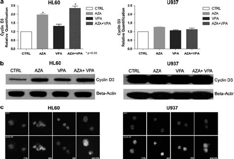 Effect Of Azacitidine And Valproic Acid On Cyclin D Expression In