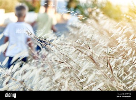 Wild Oats Plant Avena Fatua Known As The Common Wild Oat Grass In