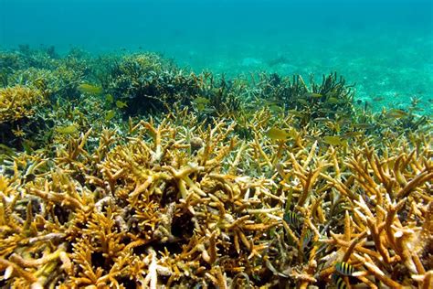 Los Corales Del Parque Marino Nacional Arrecife Alacranes Han