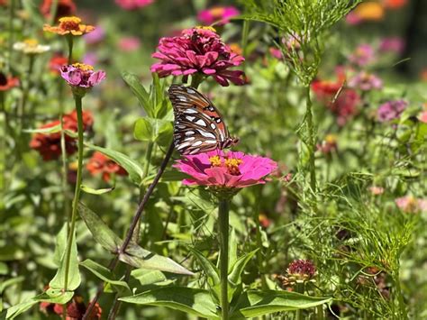 Gibbs Gardens Has A Wildflower Butterfly Garden In Georgia