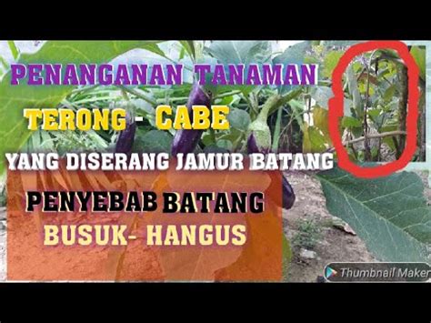 PERTANIAN CARA MENANGANI TANAMAN TERONG DISERANG JAMUR BATANG KERING