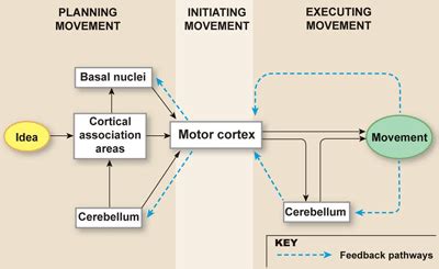 Motor Systems Part Flashcards Quizlet