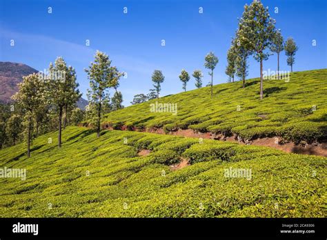 Tea Estate, Munnar, Kerala, India, Asia Stock Photo - Alamy