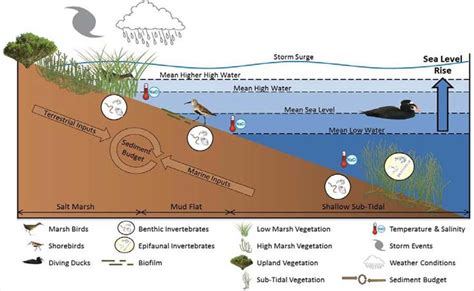 Estuaries and Climate Change - Get started - Teach Ocean Science